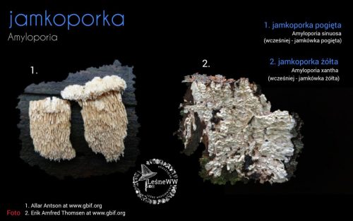 rekomendacja ptmyk jamkoporka