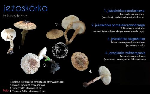 rekomendacja ptmyk jeżoskórka (2)