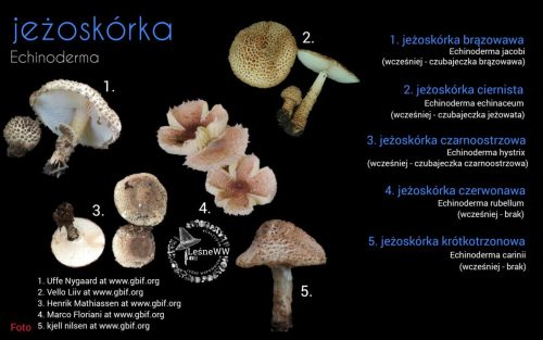 rekomendacja ptmyk jeżoskórka