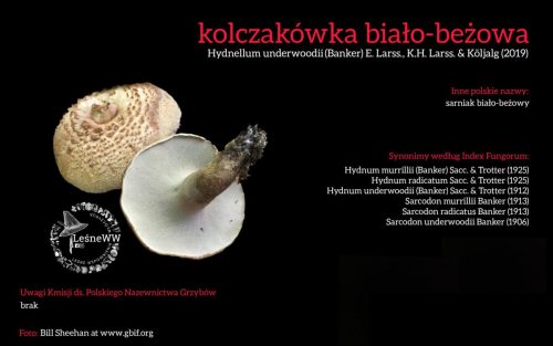 Rekomendacja-PTMyk-kolczakowka-bialo-bezowa