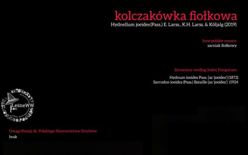 Rekomendacja-PTMyk-kolczakowka-fiolkowa