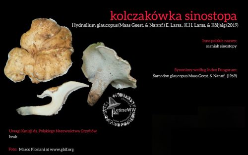 Rekomendacja-PTMyk-kolczakowka-sinostopa