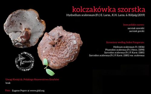 Rekomendacja-PTMyk-kolczakowka-szorstka
