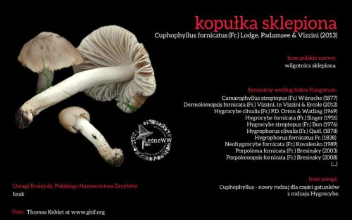 Rekomendacja-PTMyk-kopulka-sklepiona