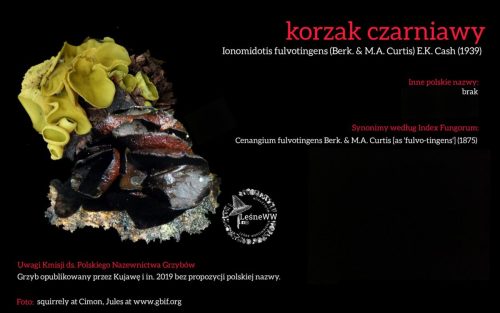 Rekomendacja-PTMyk-korzak-czarniawy
