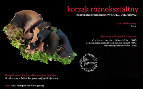 Rekomendacja-PTMyk-korzak-roznoksztaltny
