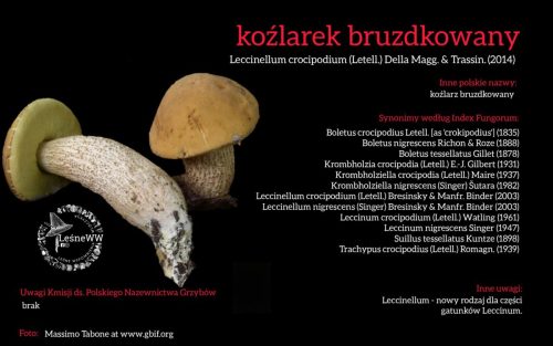 Rekomendacja-PTMyk-kozlarek-bruzdkowany