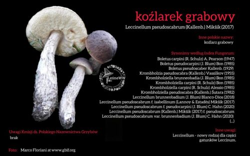 Rekomendacja-PTMyk-kozlarek-grabowy