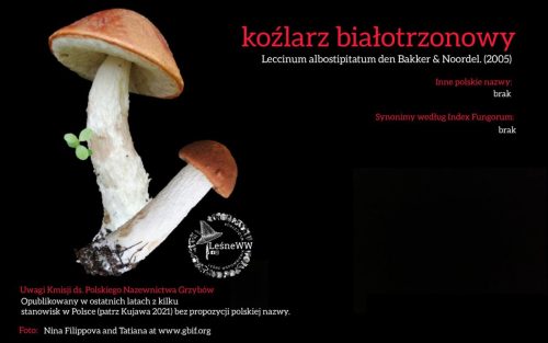 Rekomendacja-PTMyk-kozlarz-bialotrzonowy