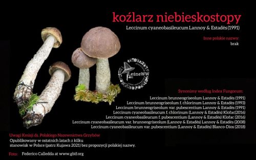 Rekomendacja-PTMyk-kozlarz-niebieskostopy