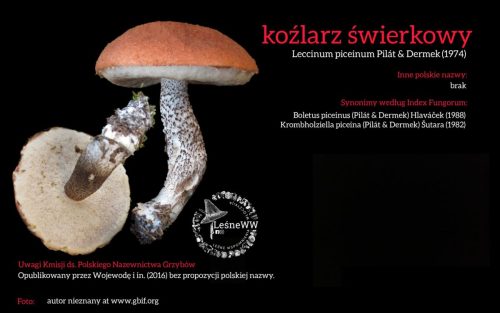 Rekomendacja-PTMyk-kozlarz-swierkowy