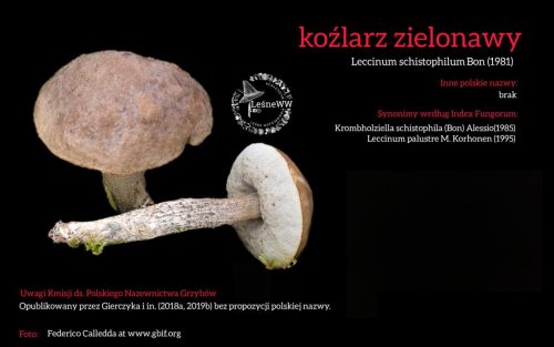 Rekomendacja-PTMyk-kozlarz-zielonawy