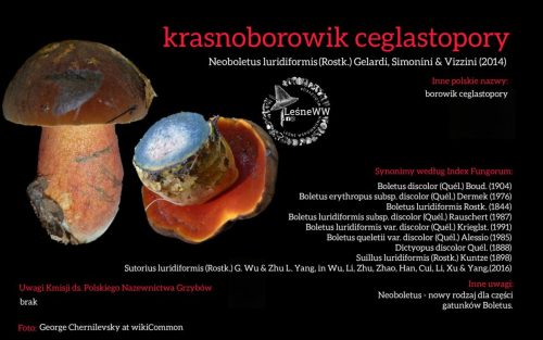 Rekomendacja-PTMyk-krasnoborowik-ceglastopory