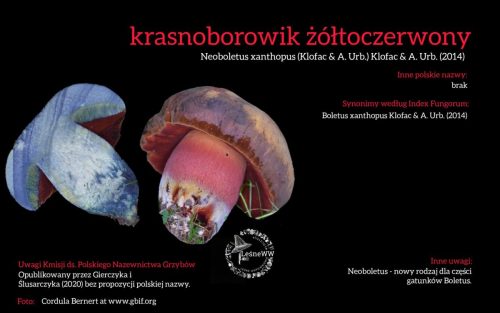 Rekomendacja-PTMyk-krasnoborowik-zoltoczerwony