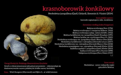 Rekomendacja-PTMyk-krasnoborowik-zonkilowy