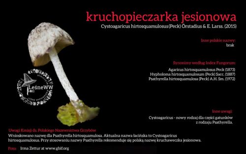 Rekomendacja-PTMyk-kruchopieczarka-jesionowa