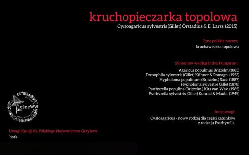 Rekomendacja-PTMyk-kruchopieczarka-topolowa