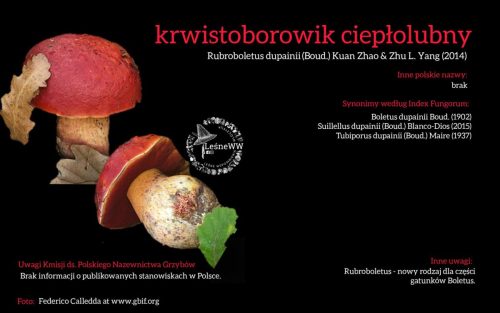 Rekomendacja-PTMyk-krwistoborowik-cieplolubny