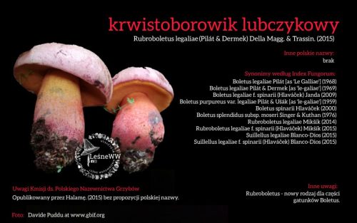 Rekomendacja-PTMyk-krwistoborowik-lubczykowy