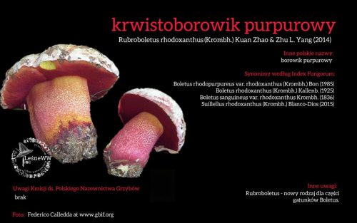Rekomendacja-PTMyk-krwistoborowik-purpurowy
