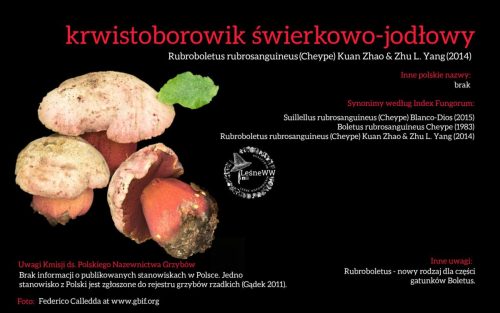 Rekomendacja-PTMyk-krwistoborowik-swierkowo-jodlowy
