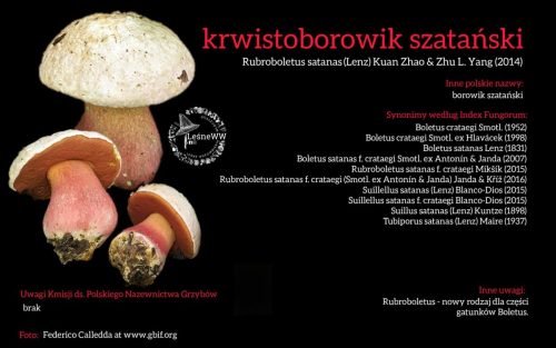 Rekomendacja-PTMyk-krwistoborowik-szatanski