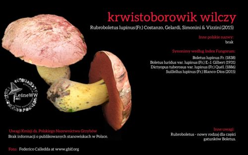 Rekomendacja-PTMyk-krwistoborowik-wilczy