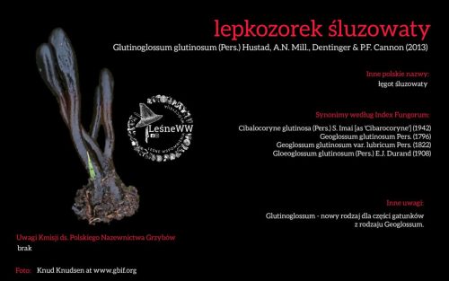 Rekomendacja-PTMyk-lepkozorek-sluzowaty