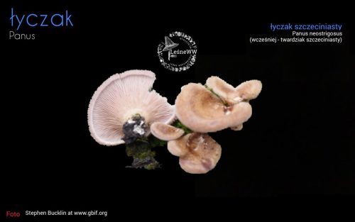 rekomendacja ptmyk łyczak