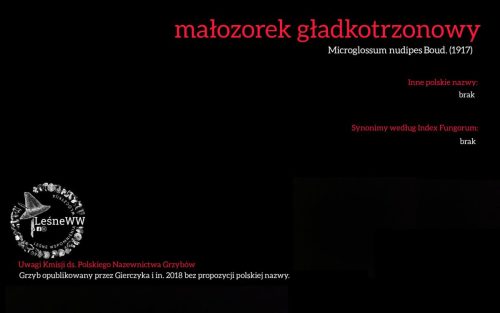 Rekomendacja-PTMyk-malozorek-gladkotrzonowy