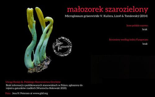 Rekomendacja-PTMyk-malozorek-szarozielony