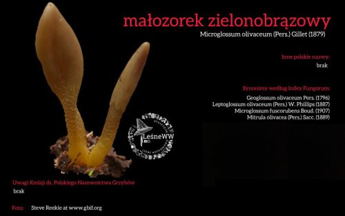 Rekomendacja-PTMyk-malozorek-zielonobrazowy