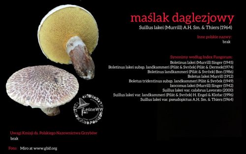 Rekomendacja-PTMyk-maslak-daglezjowy