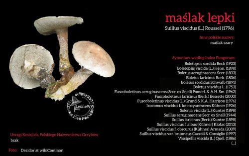 Rekomendacja-PTMyk-maslak-lepki