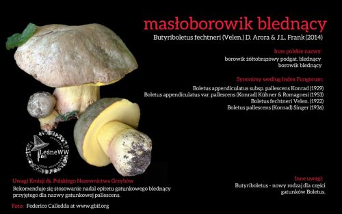 Rekomendacja-PTMyk-masloborowik-blednacy