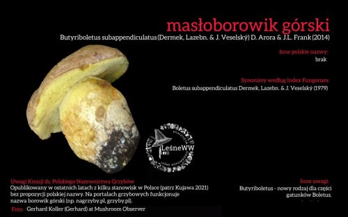 Rekomendacja-PTMyk-masloborowik-gorski