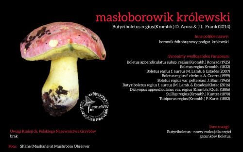 Rekomendacja-PTMyk-masloborowik-krolewski