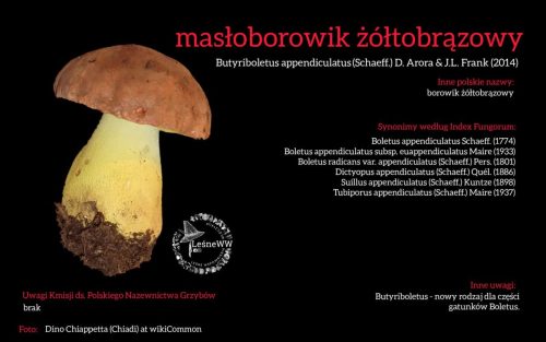Rekomendacja-PTMyk-masloborowik-zoltobrazowy