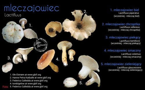 rekomendacja ptmyk mleczajowiec