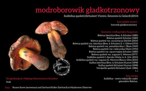 Rekomendacja-PTMyk-modroborowik-gladkotrzonowy