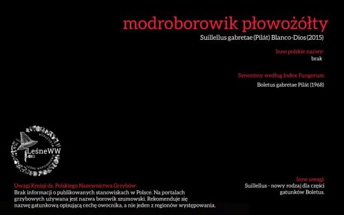 Rekomendacja-PTMyk-modroborowik-plowozolty