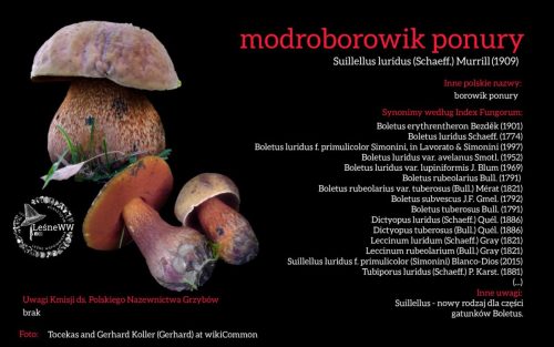 Rekomendacja-PTMyk-modroborowik-ponury