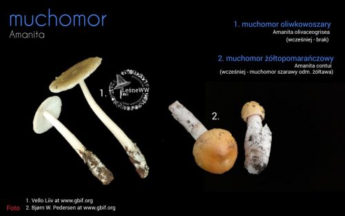 rekomendacja ptmyk muchomory