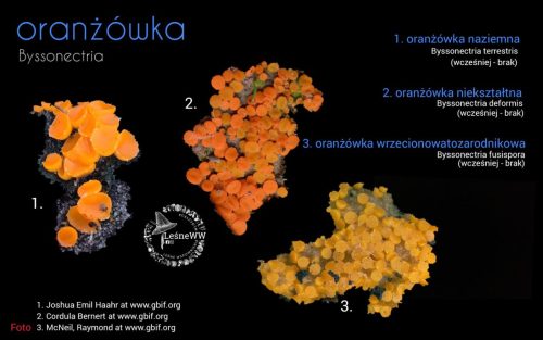 rekomendacja ptmyk oranżówka