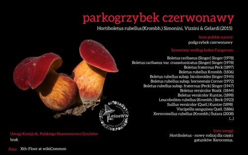 Rekomendacja-PTMyk-parkogrzybek-czerwonawy