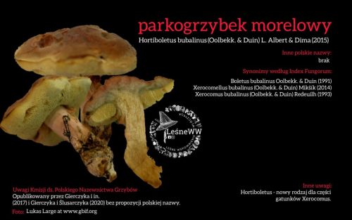 Rekomendacja-PTMyk-parkogrzybek-morelowy