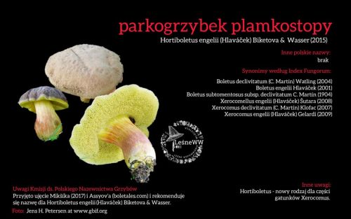 Rekomendacja-PTMyk-parkogrzybek-plamkostopy