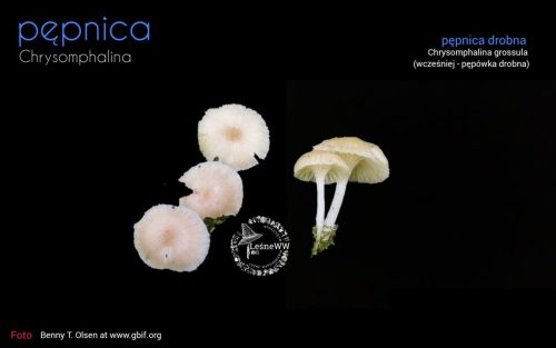 rekomendacja ptmyk pępnica