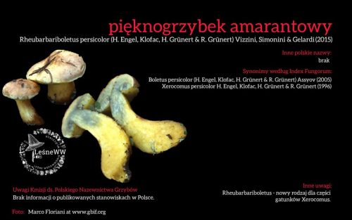 Rekomendacja-PTMyk-pieknogrzybek-amarantowy