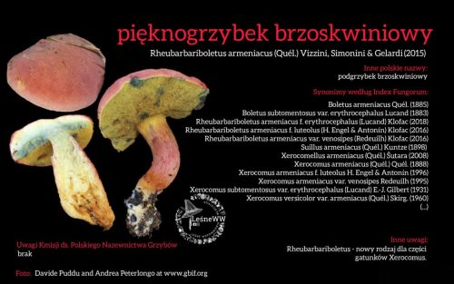 Rekomendacja-PTMyk-pieknogrzybek-brzoskwiniowy